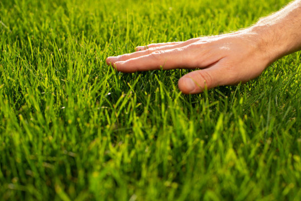 A hand touching watered and fertilized grass