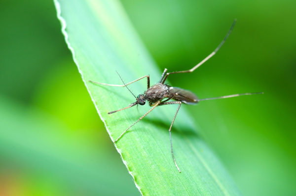 A close-up of a mosquito on a leaf