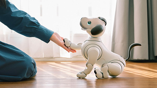 Aibo “puppy” interacts with a human