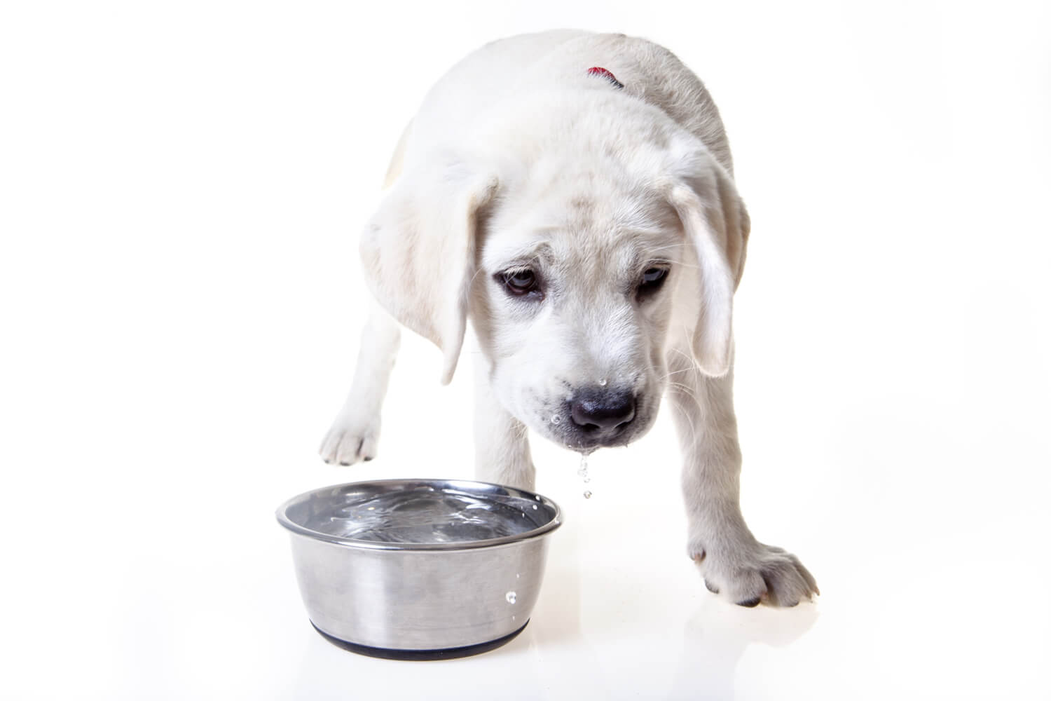 This Dog Bowl Cleans Up Spilled Water For You!