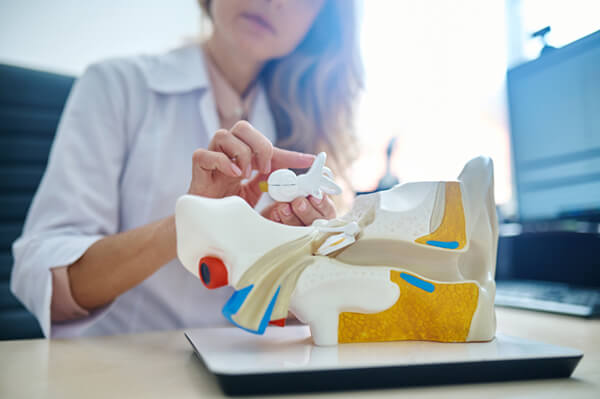 A researcher looking at a model of the inner ear.